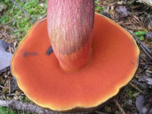 B.erythr..JPG
