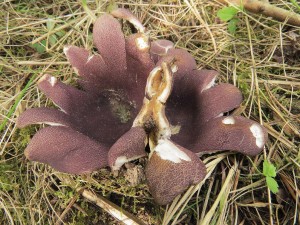 baka velkokalin-Sarcosphaera coronaria.jpg