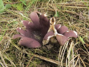 baka velkokallin-Sarcosphaera coronaria 1.jpg