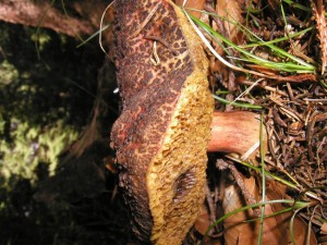 babka1.jpg