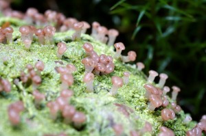Baeomyces rufus (2).jpg