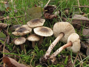 bedla edozelenajc -Lepiota griseovirens.jpg