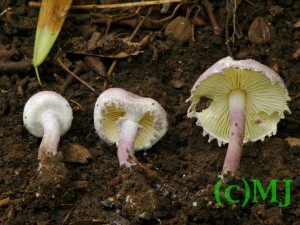 Bedla Bucknallova - Cystolepiota Bucknallova6.jpg