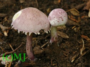 Bedla Bucknallova - Cystolepiota Bucknallova7.jpg