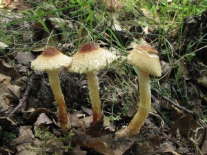 bedla naloutl-Lepiota ventriosospora.jpg