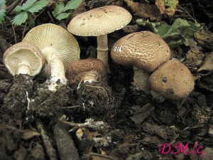 bedla pavuincov-Lepiota cortinarius.jpg