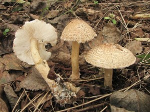 bedla vlnat-Lepiota clypeolaria.jpg