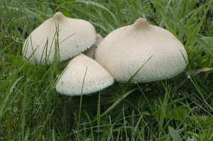 Bedla vynikl -Lepiota mastoidea (1).jpg