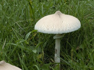 Bedla vynikl -Lepiota mastoidea (2).jpg