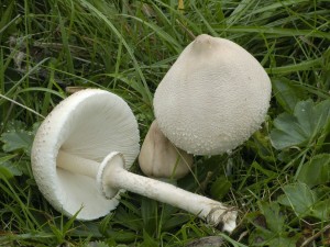 Bedla vynikl -Lepiota mastoidea (3).jpg