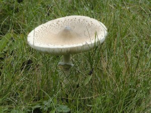 Bedla vynikl -Lepiota mastoidea (4).jpg