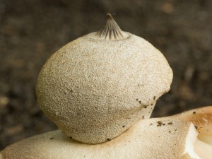 Berkelofka03.jpg