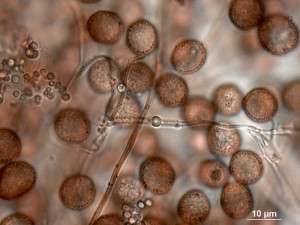 bily--100x-1.jpg
