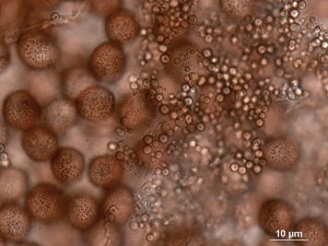 bily--100x-3.jpg