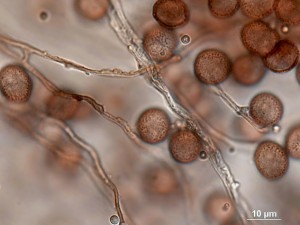 bily--100x-4.jpg