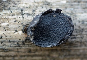 Biscogniauxia_repanda.jpg