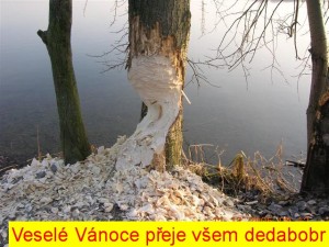 Bob vnoce.jpg