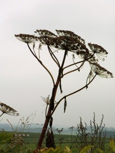 bolevnk velkolep.jpg
