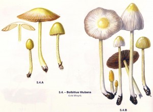 Bolbitius-01a.jpg