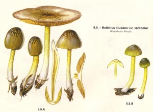 Bolbitius-02a.jpg