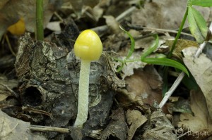 Bolbitius vitellinus.jpg