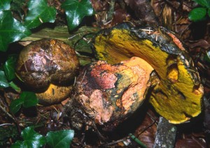 Boletus-torosus1.jpg