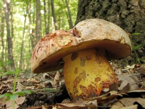 Boletus1.jpg