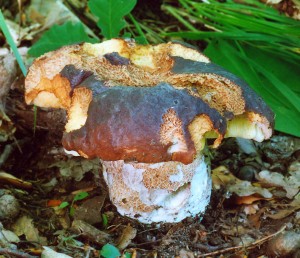Boletus1.jpg