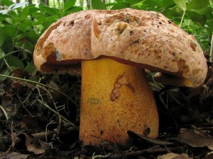 Boletus2.jpg