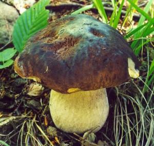 Boletus2.jpg