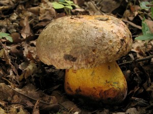 Boletus4.jpg