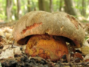 Boletus5.jpg