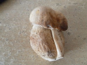 Boletus.JPG
