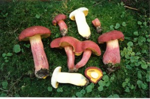 Boletus%20bicolor.jpg