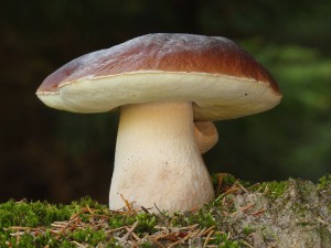 boletus.jpg