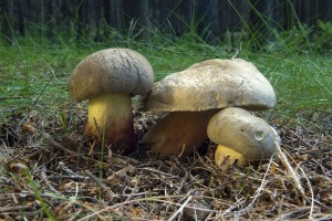 Boletus calopus.jpg