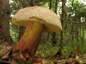 Boletus calopus.jpg