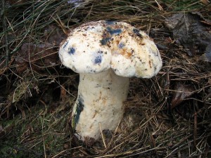 Boletus cyanescens.jpg