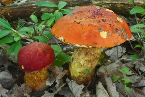 Boletus dupainii1.jpg