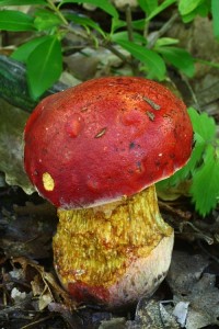 Boletus dupainii2.jpg