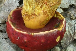 Boletus dupainii3.jpg