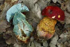 Boletus dupainii4.jpg