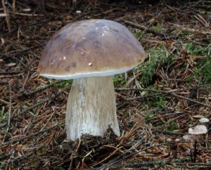 Boletus edulis.jpg