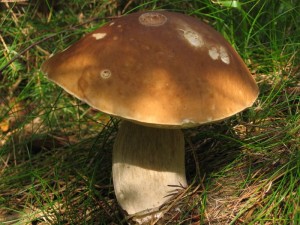 boletus edulis.jpg