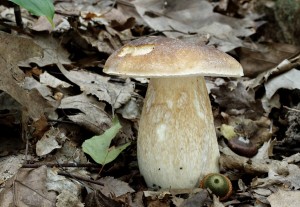 Boletus edulisB.jpg