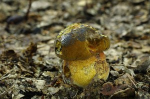 Boletus_erythropus2.jpg