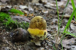 Boletus_erythropus3.jpg