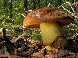 Boletus erythropus.jpg