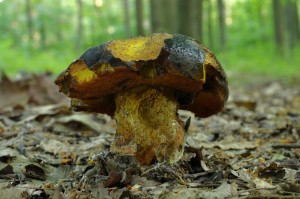 Boletus_erythropus.jpg