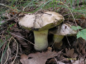 Boletus_impolitus2.JPG